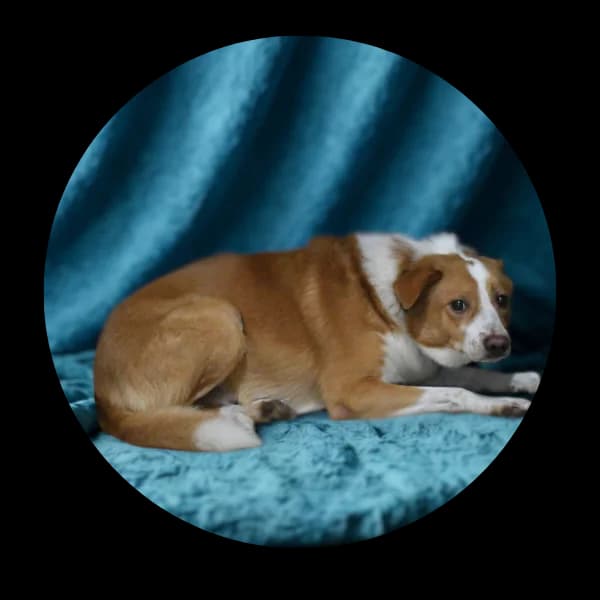 Spajki, male Mixed Breed for adoption at Schronisko Chorzow, Chorzów