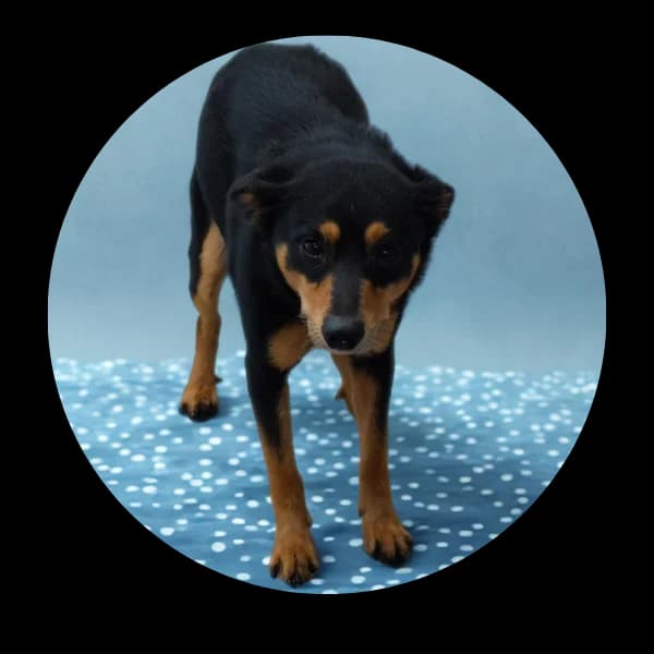 Staszek, male Mixed Breed for adoption at Schronisko Chorzow, Chorzów