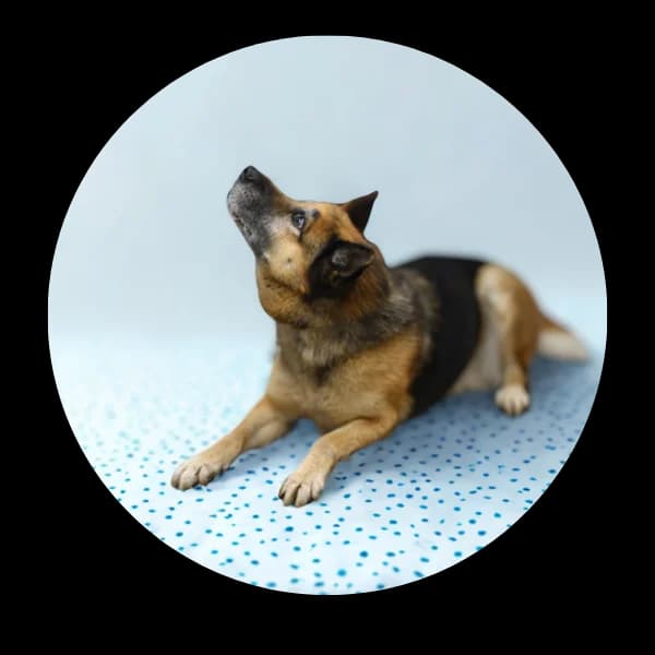 Stępień, male Mixed Breed for adoption at Schronisko Chorzow, Chorzów