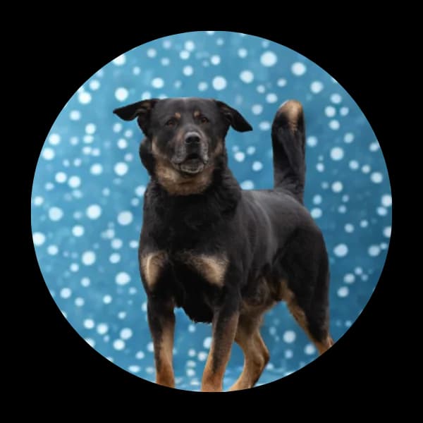 Teodor, male Mixed Breed for adoption at Schronisko Chorzow, Chorzów