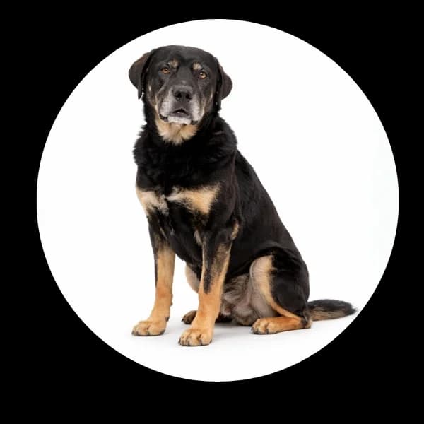 Teodor, male 5yo Mixed Breed for adoption at Schronisko Chorzow, Chorzów
