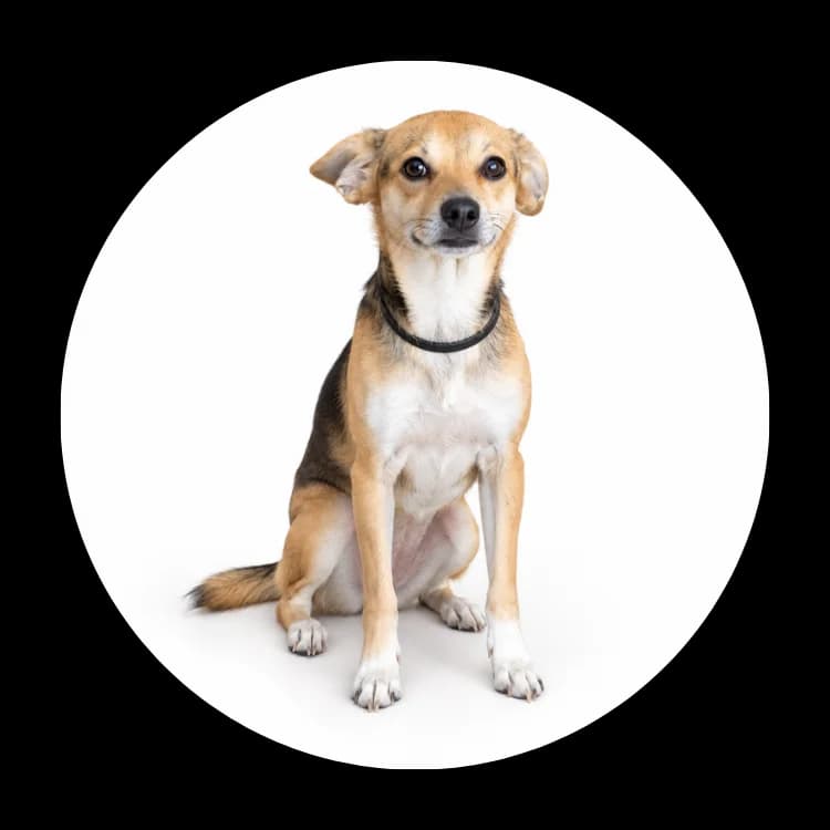 Tina, female 5yo Mixed Breed for adoption at Schronisko Chorzow, Chorzów
