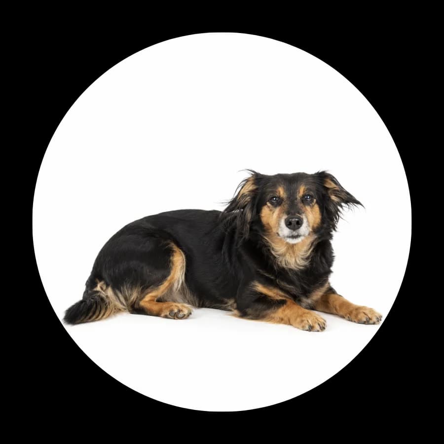 Ucholinka, female senior Mixed Breed for adoption at Schronisko Chorzow, Chorzów