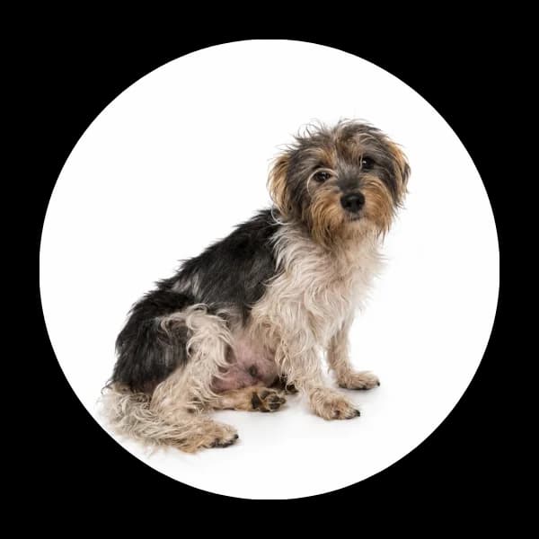 Vega, female 3yo Mixed Breed for adoption at Schronisko Chorzow, Chorzów