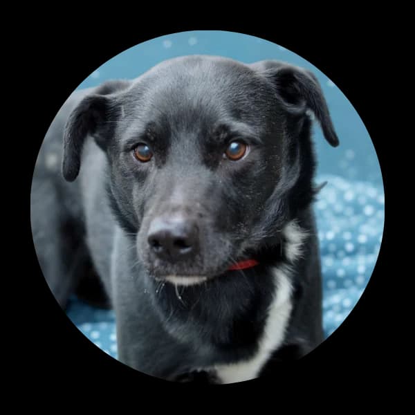 Wektor, male Mixed Breed for adoption at Schronisko Chorzow, Chorzów