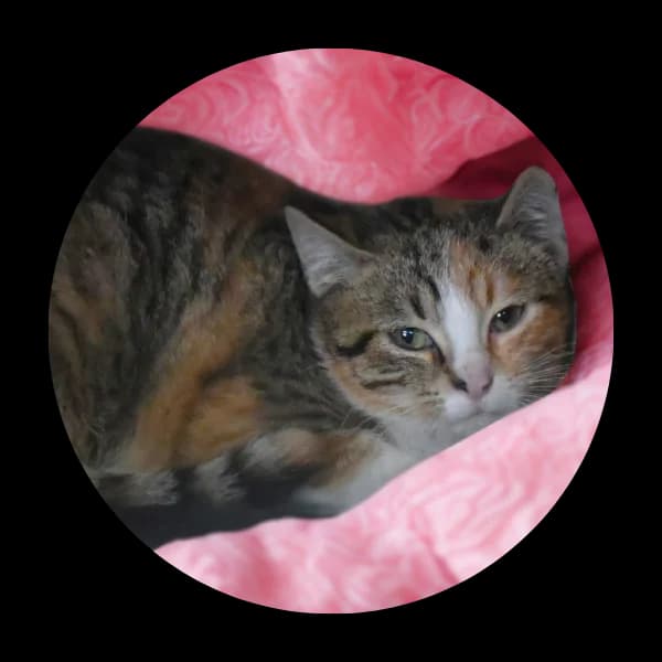 Wilma, female Mixed Breed for adoption at Schronisko Chorzow, Chorzów