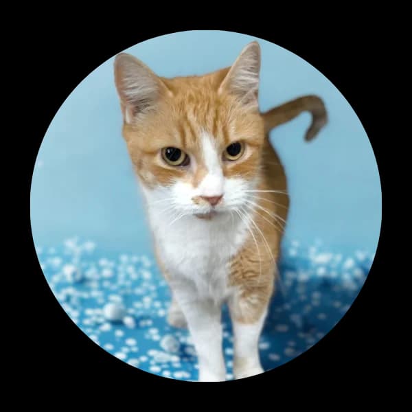 Władek, male Mixed Breed for adoption at Schronisko Chorzow, Chorzów