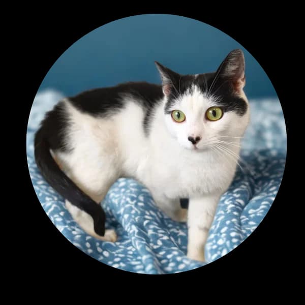 Włóczykij, male Mixed Breed for adoption at Schronisko Chorzow, Chorzów