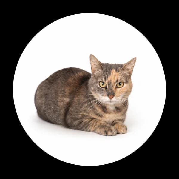 Wyspiarka, female 7yo Mixed Breed for adoption at Schronisko Chorzow, Chorzów
