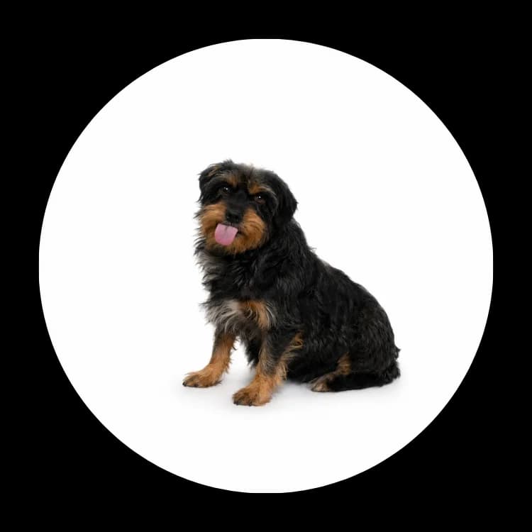 Zetka, female senior Mixed Breed for adoption at Schronisko Chorzow, Chorzów