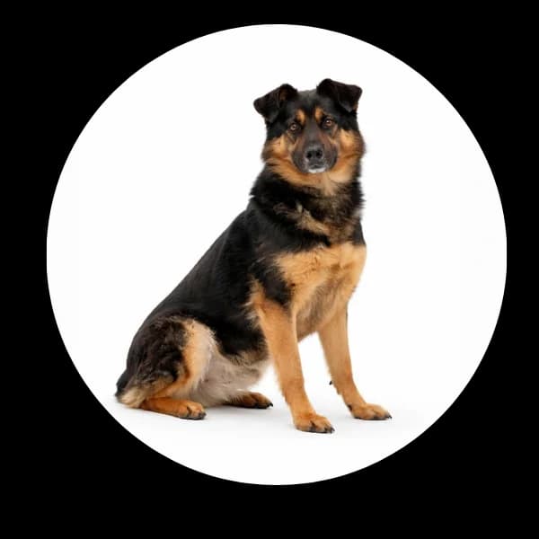 Zgrzyt, male 7yo Mixed Breed for adoption at Schronisko Chorzow, Chorzów