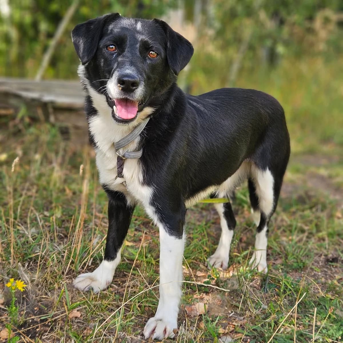 łApka, female Mixed Breed for adoption at Schronisko Choszczno