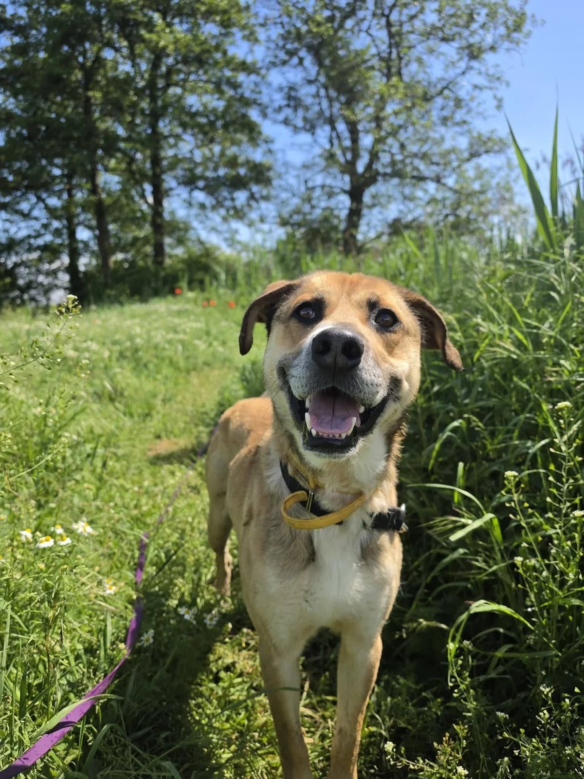 żElek, male 5yo Mixed Breed for adoption at Schronisko Choszczno