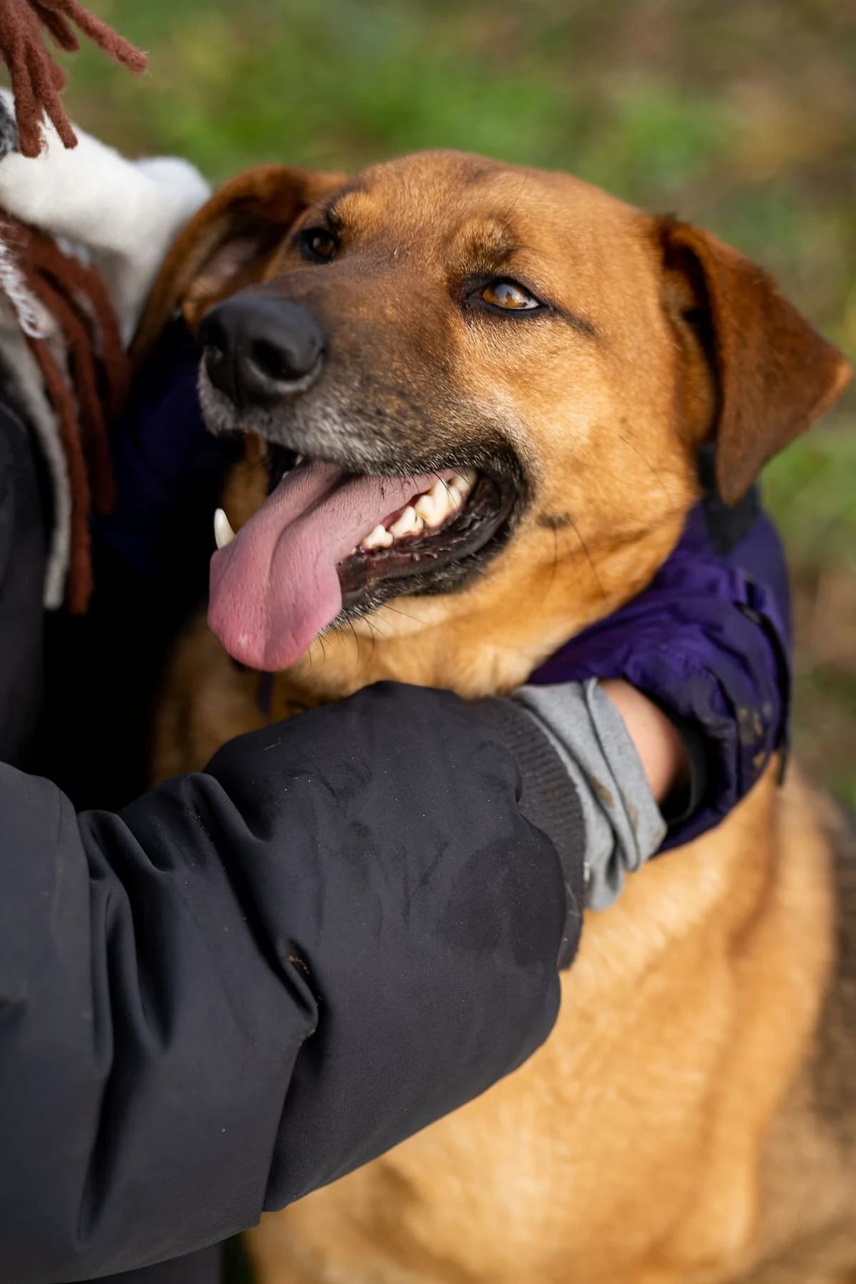 Amigo, male 4yo mixed breed for adoption at Schronisko Choszczno