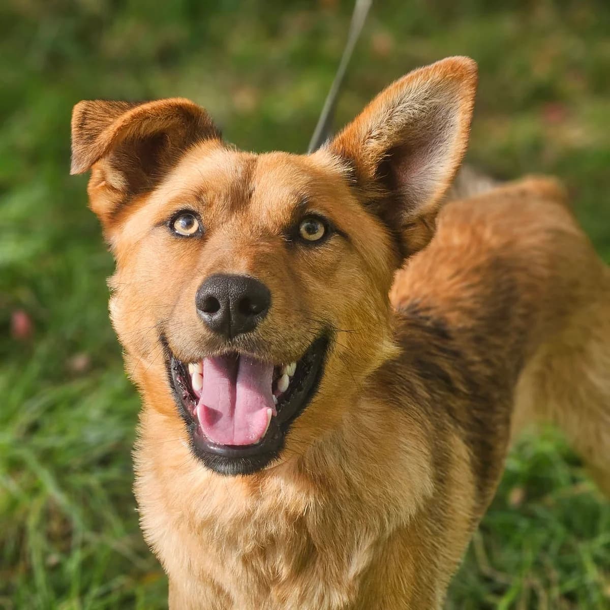 Bogdan, male Mixed Breed for adoption at Schronisko Choszczno
