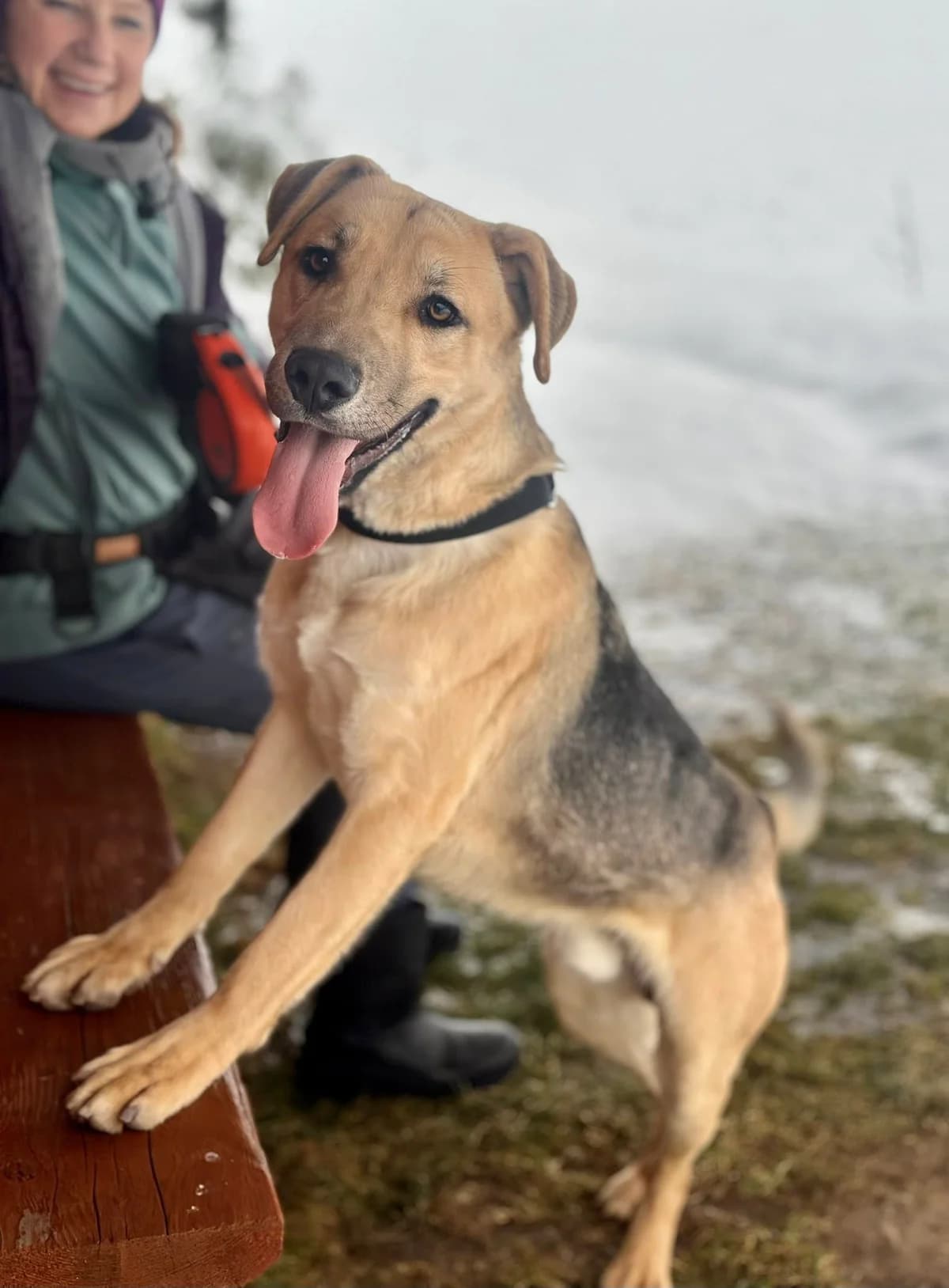 Dingo, male Mixed Breed for adoption at Schronisko Choszczno