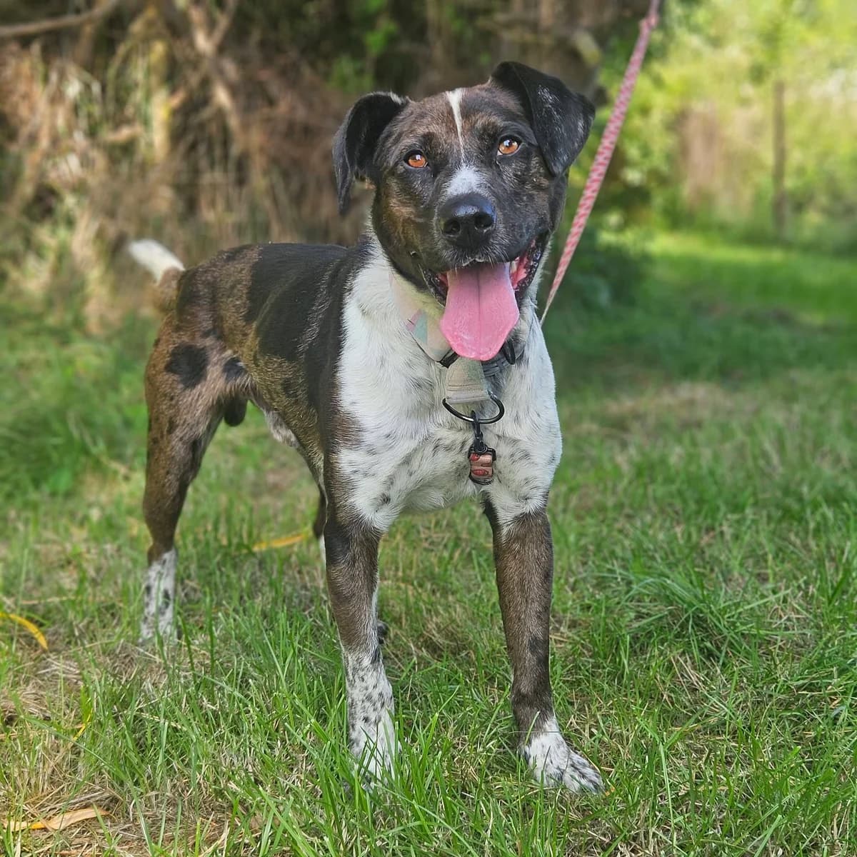 Dragon, male young Mixed Breed for adoption at Schronisko Choszczno