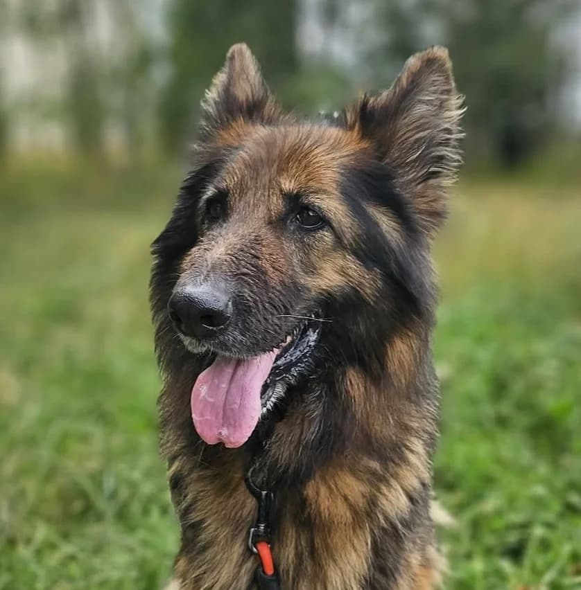 Flora, female senior Mixed Breed for adoption at Schronisko Choszczno