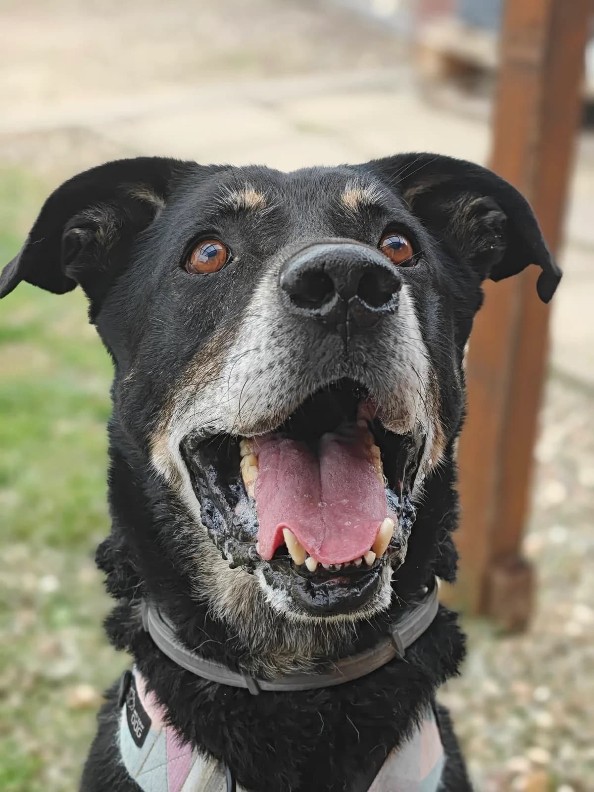 Kamper, male senior Mixed Breed for adoption at Schronisko Choszczno