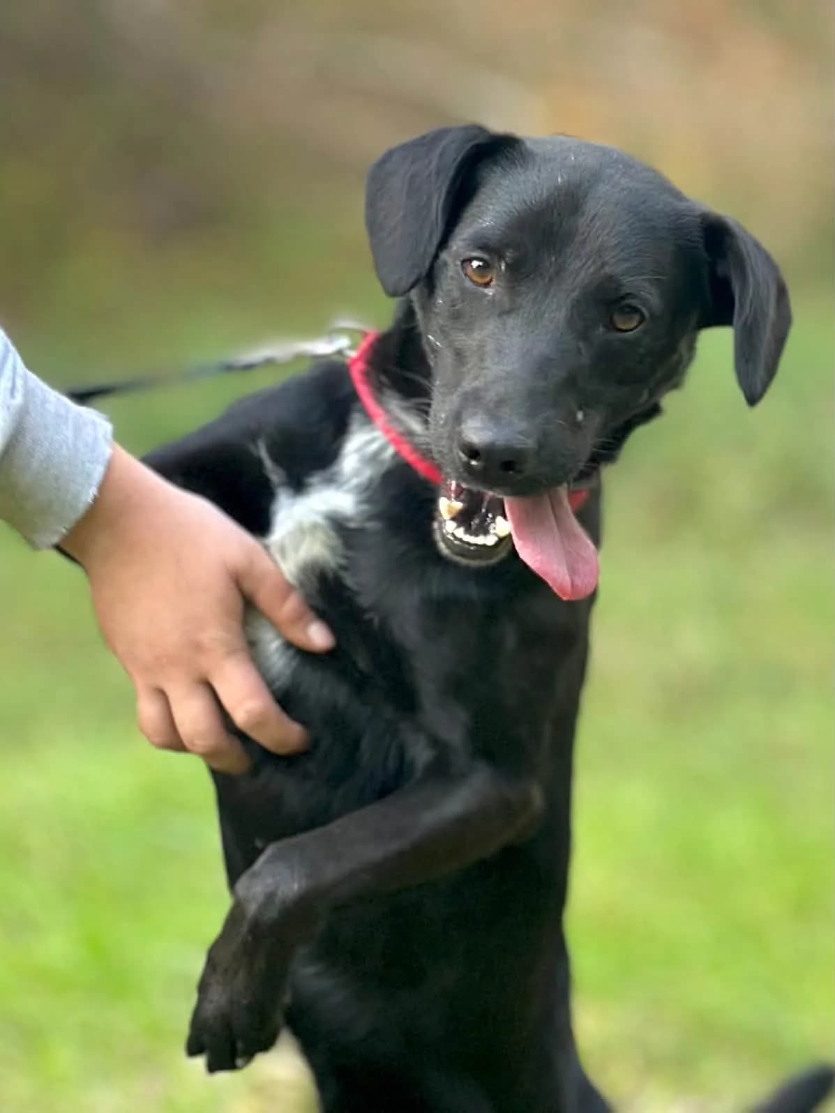 Laki1, male Mixed Breed for adoption at Schronisko Choszczno