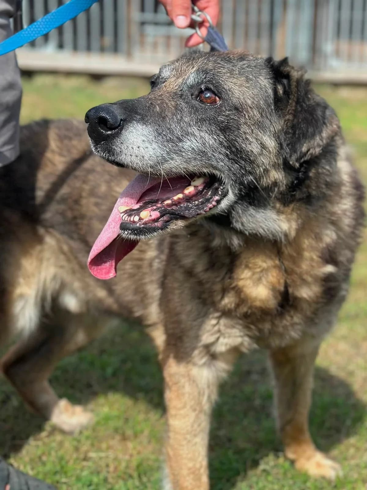 Leoś, male senior Mixed Breed for adoption at Schronisko Choszczno