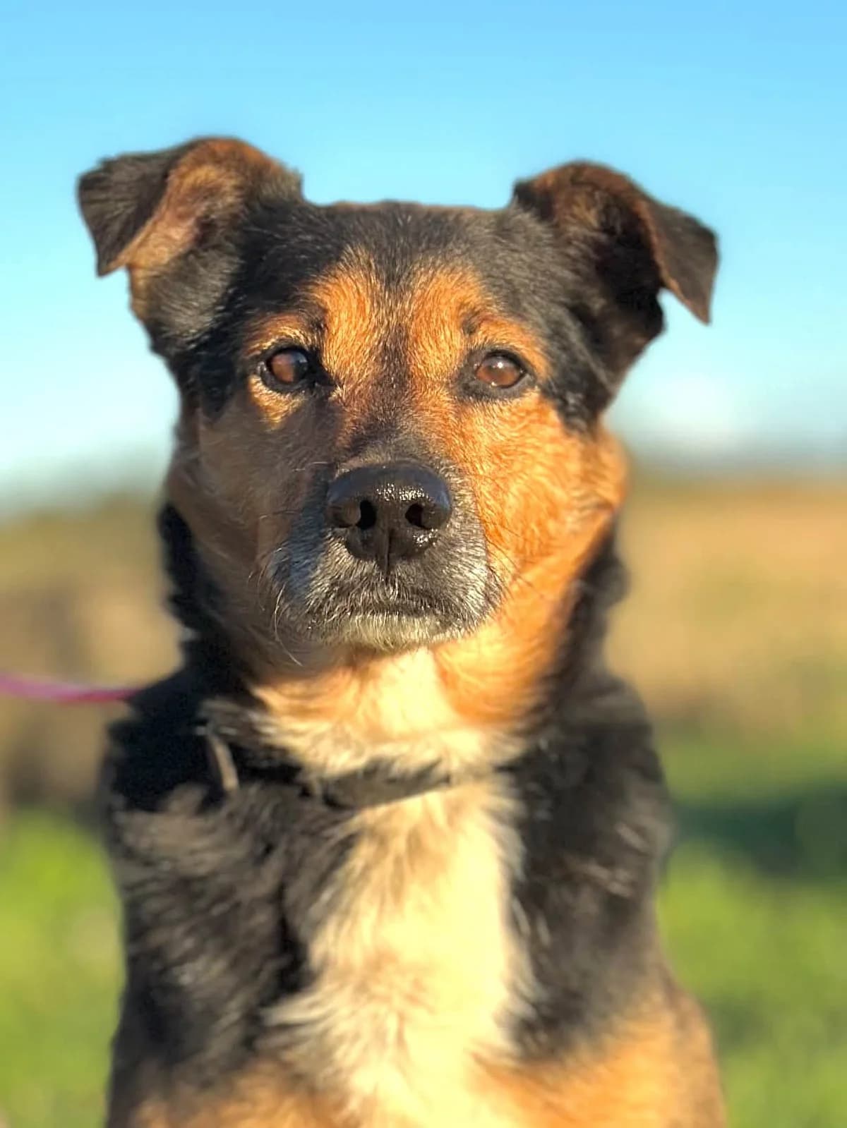 Maksiu, male 7yo Mixed Breed for adoption at Schronisko Choszczno