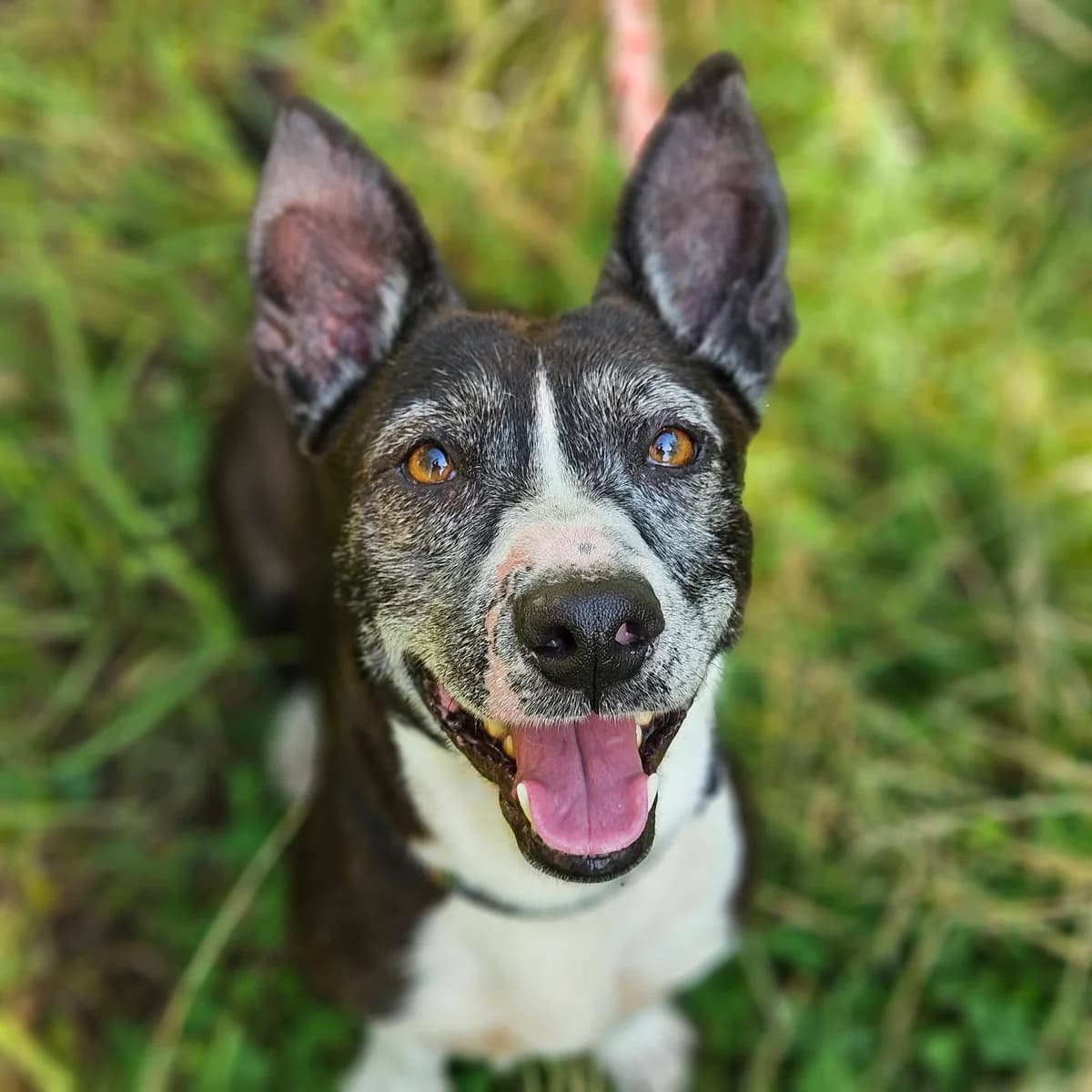 Mucha, female 3yo Mixed Breed for adoption at Schronisko Choszczno