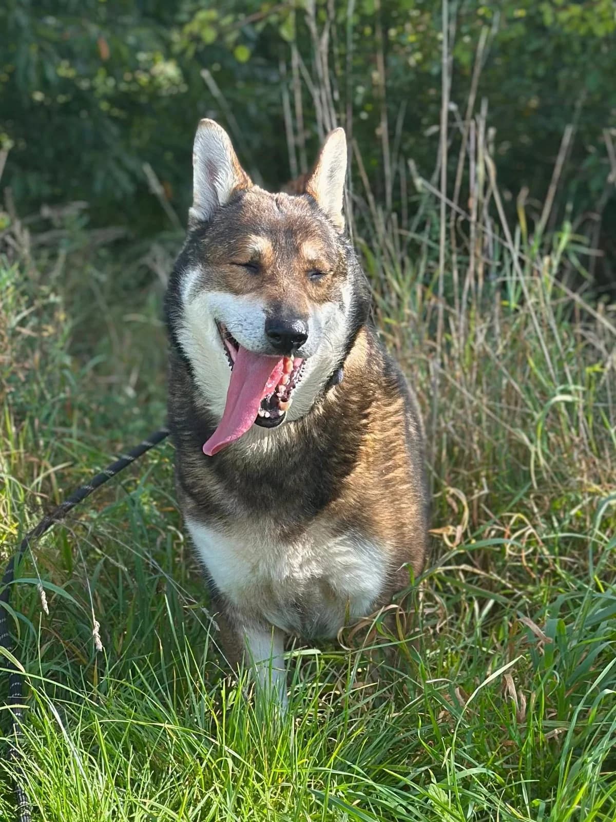 Nero, male 7yo Mixed Breed for adoption at Schronisko Choszczno