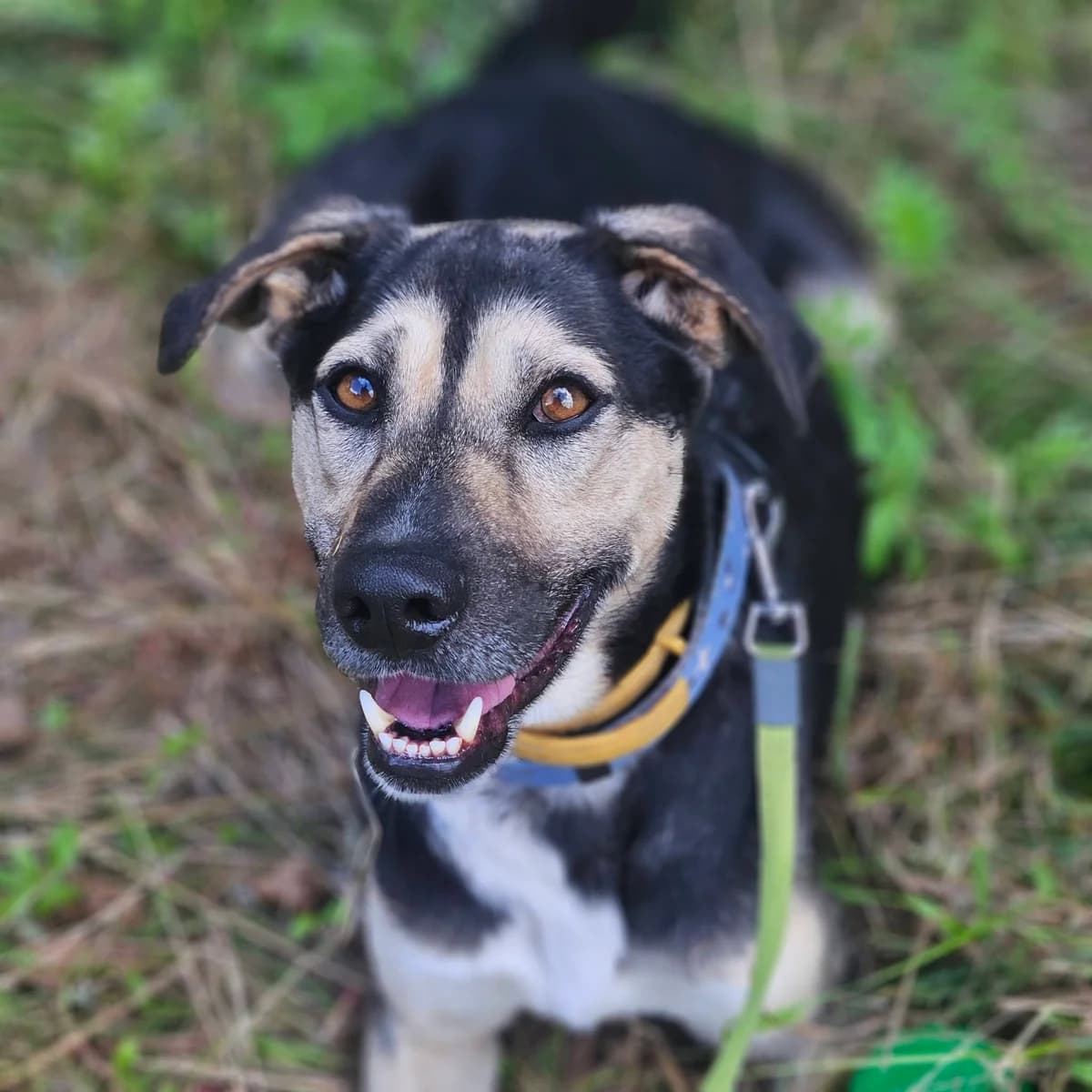Rascal, male 3yo mixed breed for adoption at Schronisko Choszczno