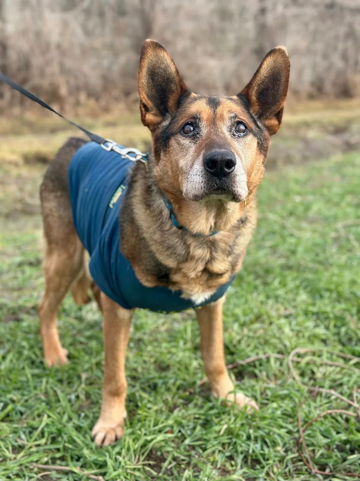 Rex, male senior Mixed Breed for adoption at Schronisko Choszczno