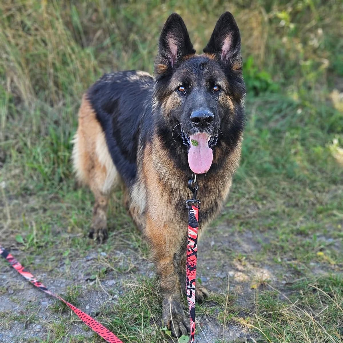 Sara, female 5yo Mixed Breed for adoption at Schronisko Choszczno