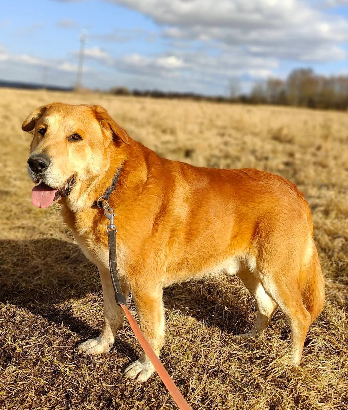 Simba, male 5yo Mixed Breed for adoption at Schronisko Choszczno