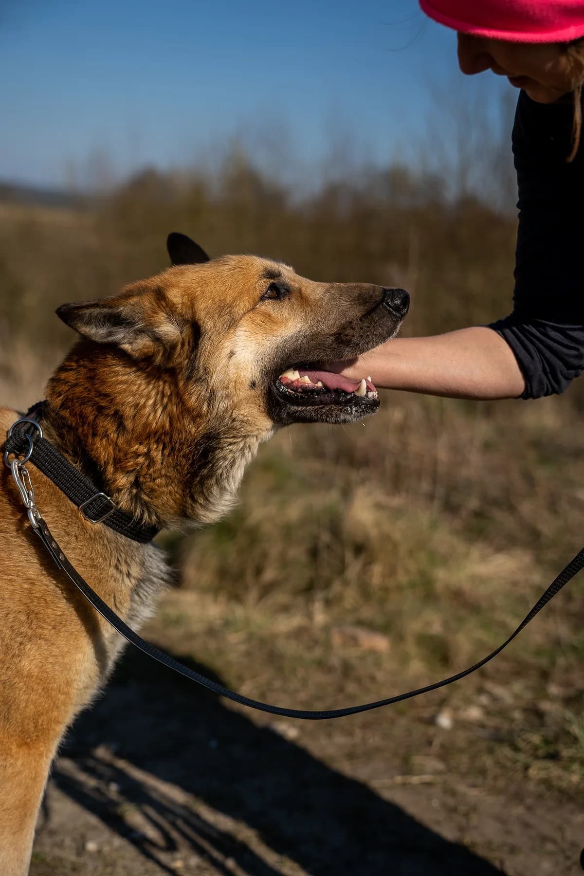 Sprinter, male senior Mixed Breed for adoption at Schronisko Choszczno