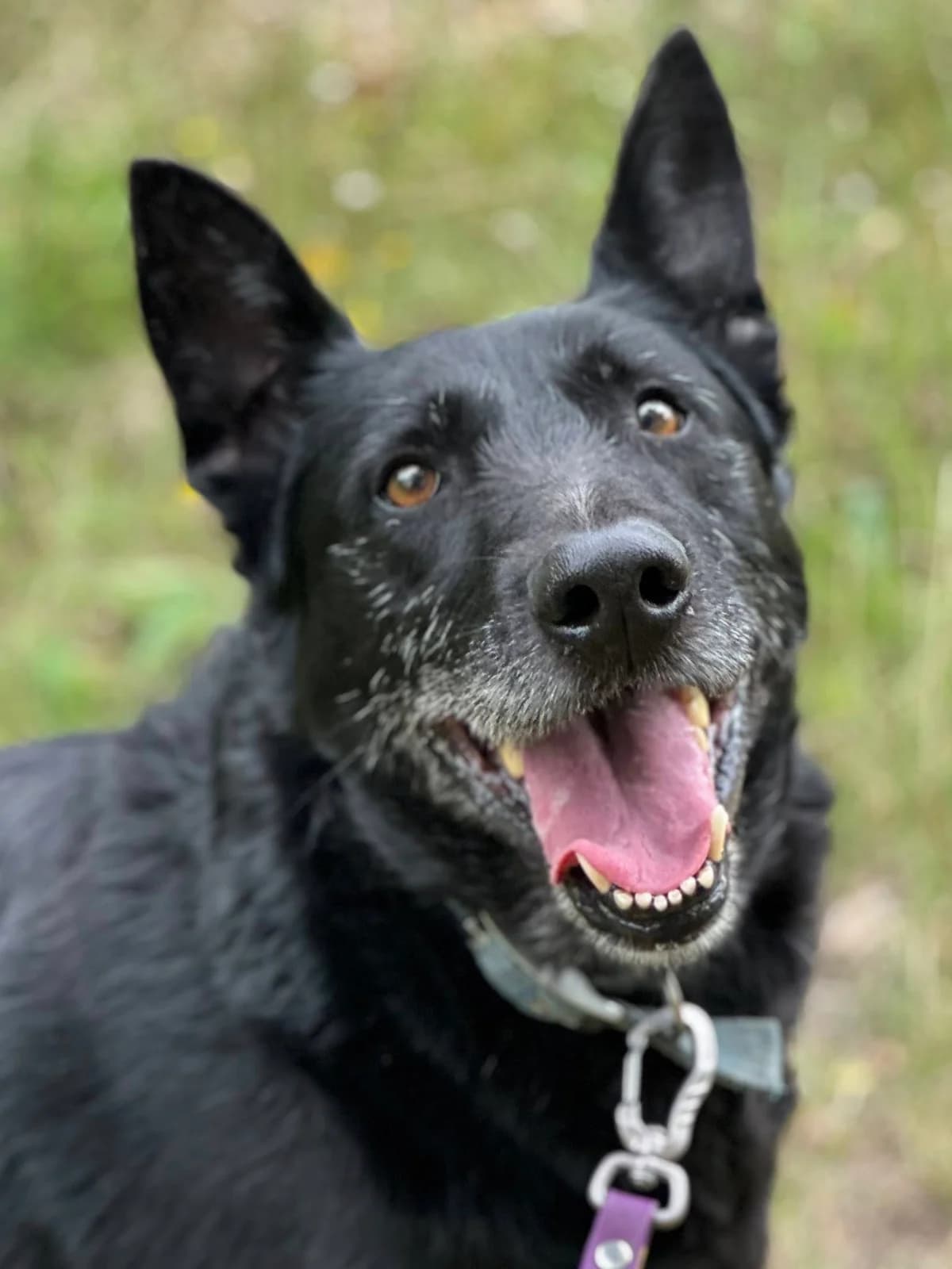 Stefan, male senior Mixed Breed for adoption at Schronisko Choszczno