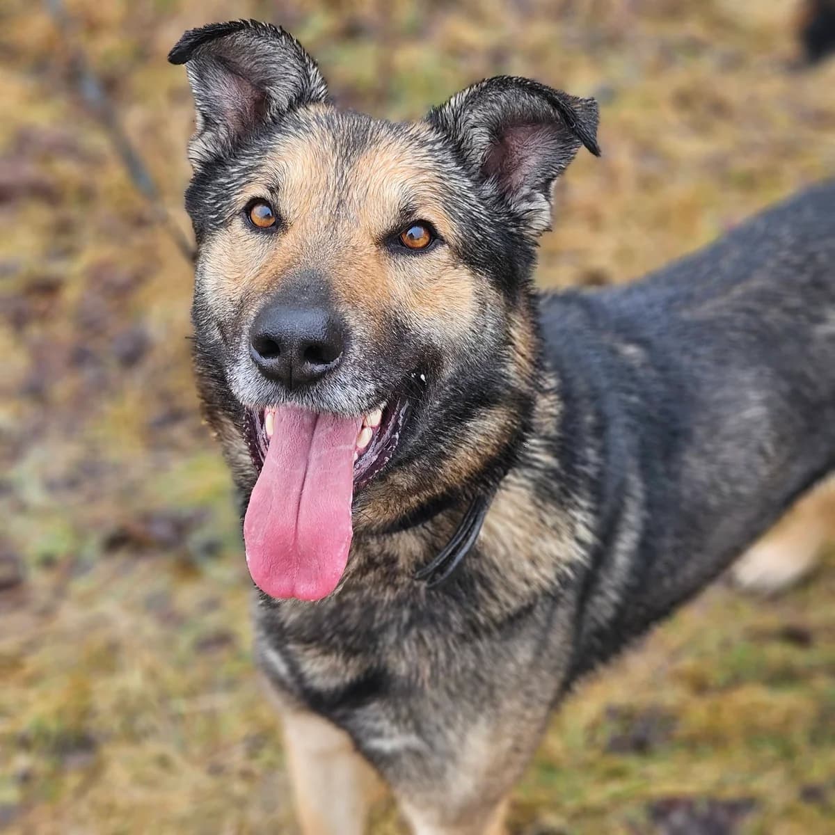 Tofu1, male 3yo Mixed Breed for adoption at Schronisko Choszczno