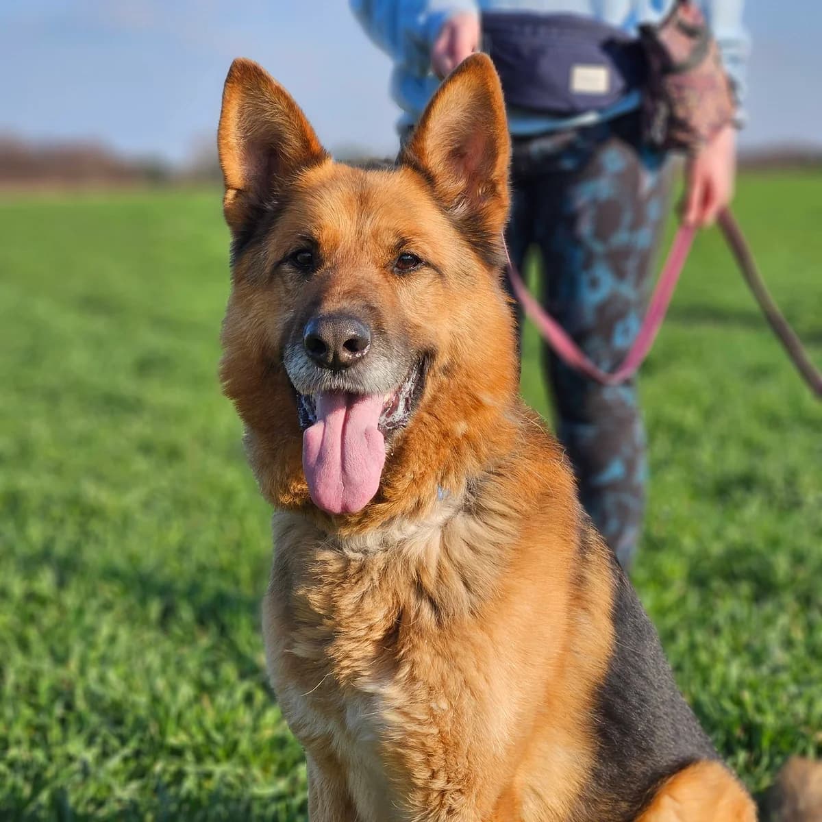 Tyson, male 6yo Mixed Breed for adoption at Schronisko Choszczno