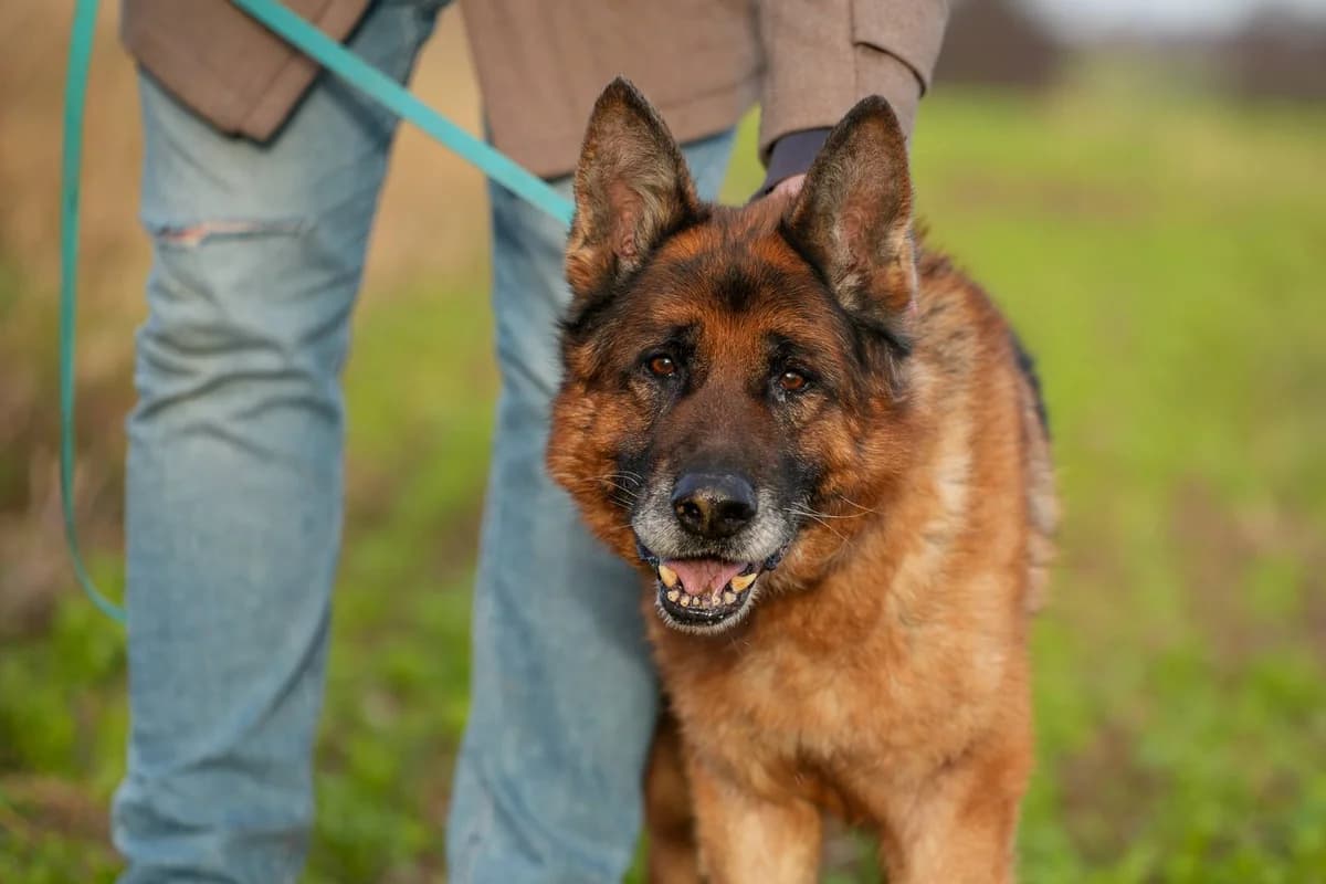 Zeus, male mixed breed for adoption at Schronisko Choszczno