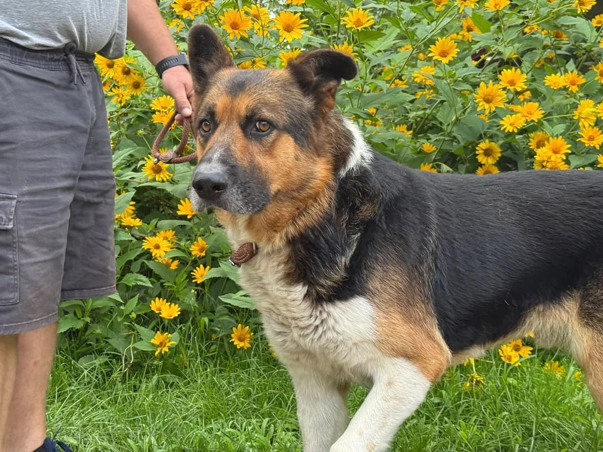 Lord, male Mixed Breed for adoption at Schronisko Czekadełko