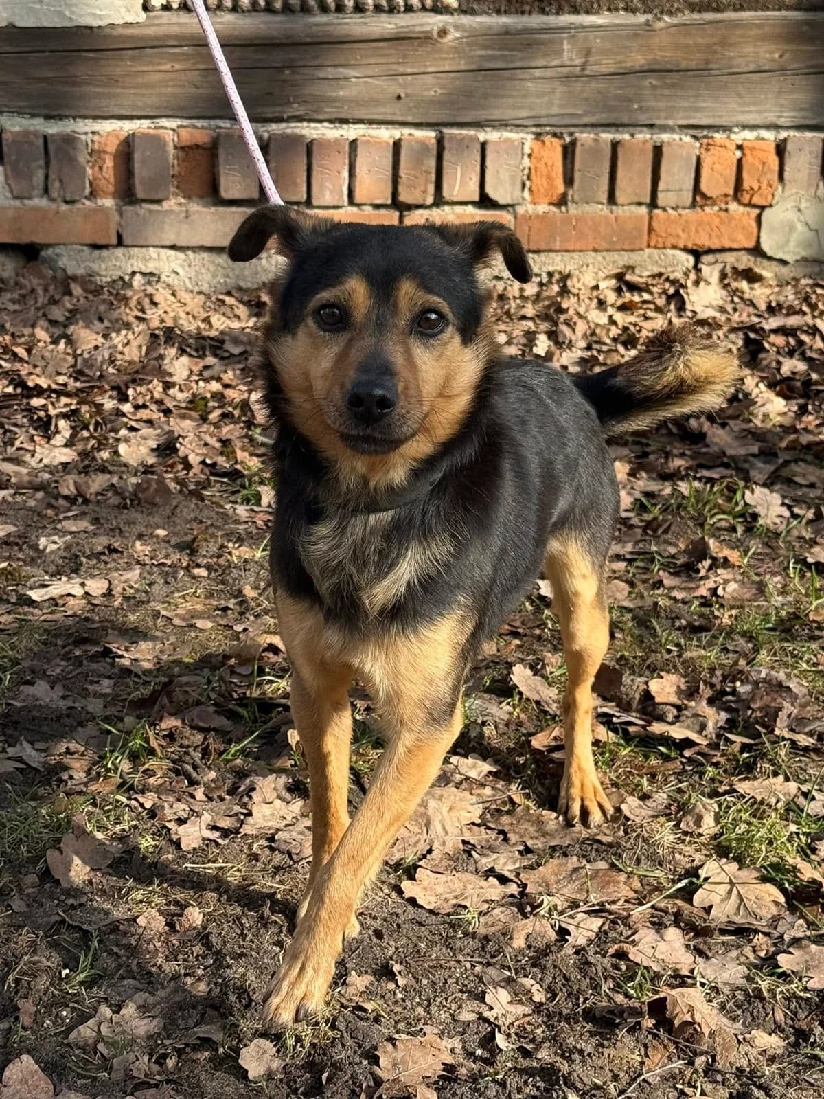 Burek, male Mixed Breed for adoption at Schronisko Czekadełko