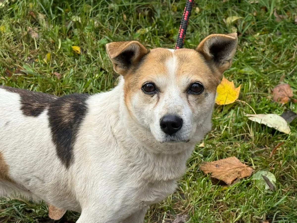 Gwiazdor, male Mixed Breed for adoption at Schronisko Czekadełko