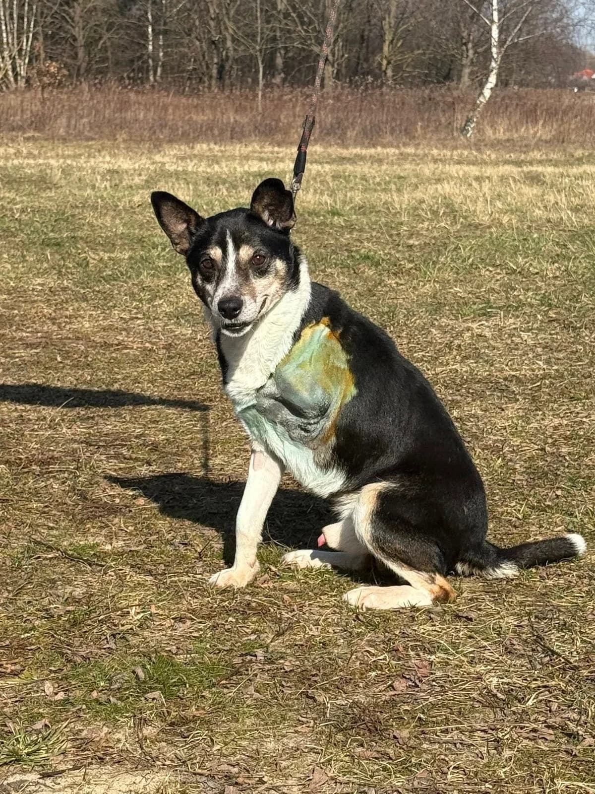 Barbossa, male Mixed Breed for adoption at Schronisko Czekadełko