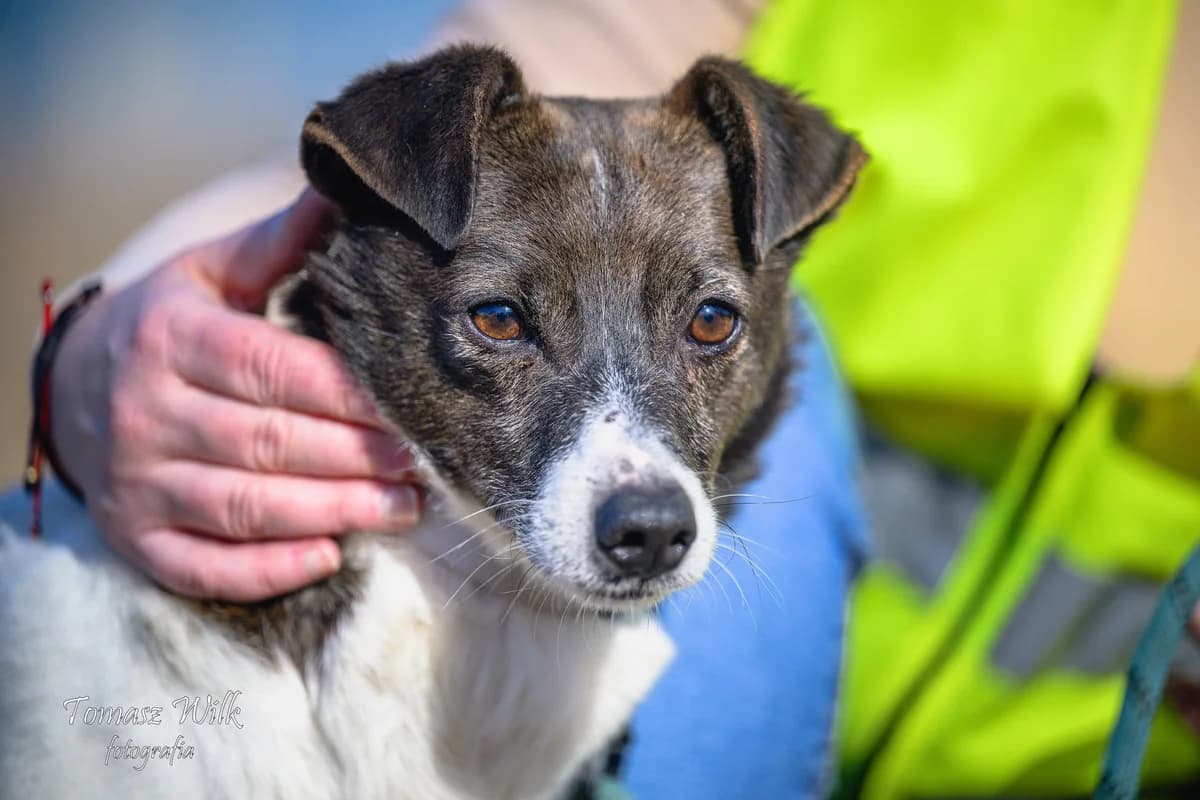 Franklin, male Mixed Breed for adoption at Schronisko Czekadełko