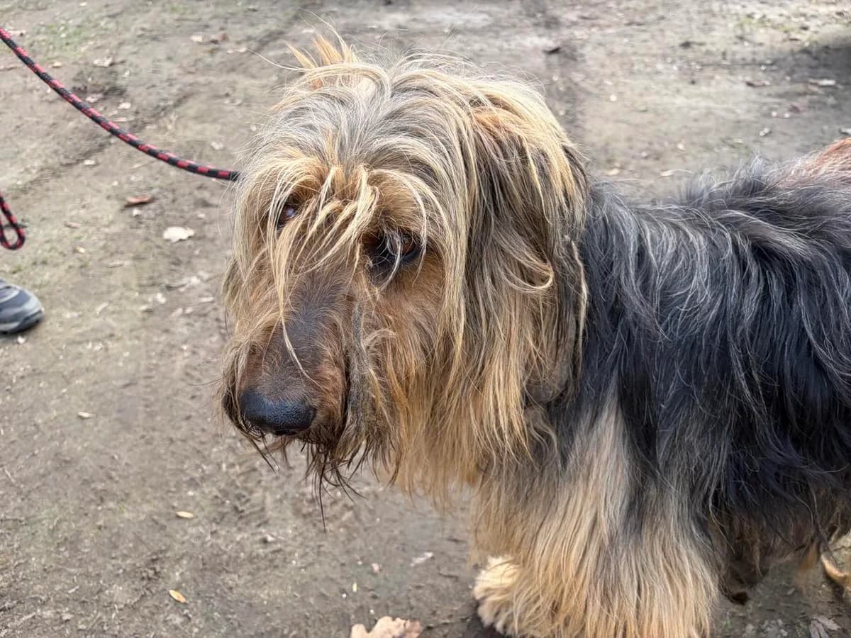 Podróżnik, male Mixed Breed for adoption at Schronisko Czekadełko