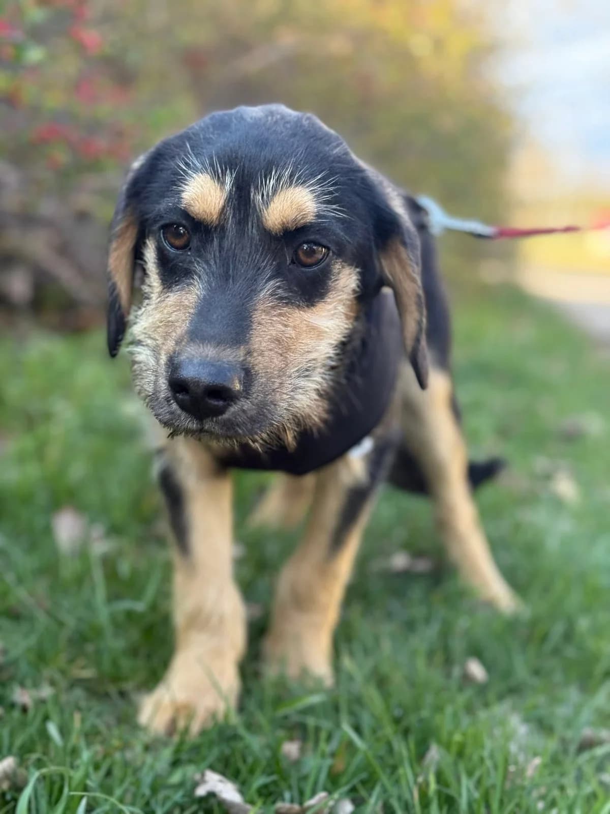 Churros, male Mixed Breed for adoption at Schronisko Czekadełko