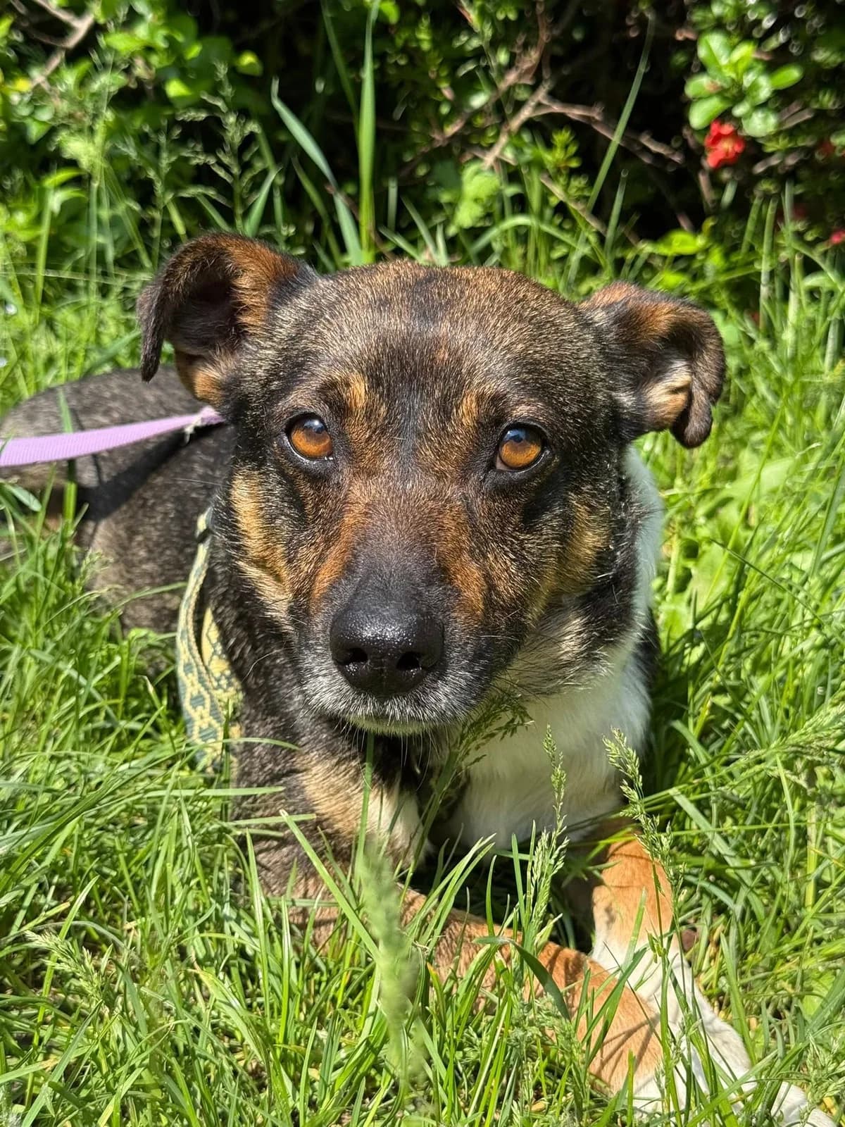 Donat, male Mixed Breed for adoption at Schronisko Czekadełko