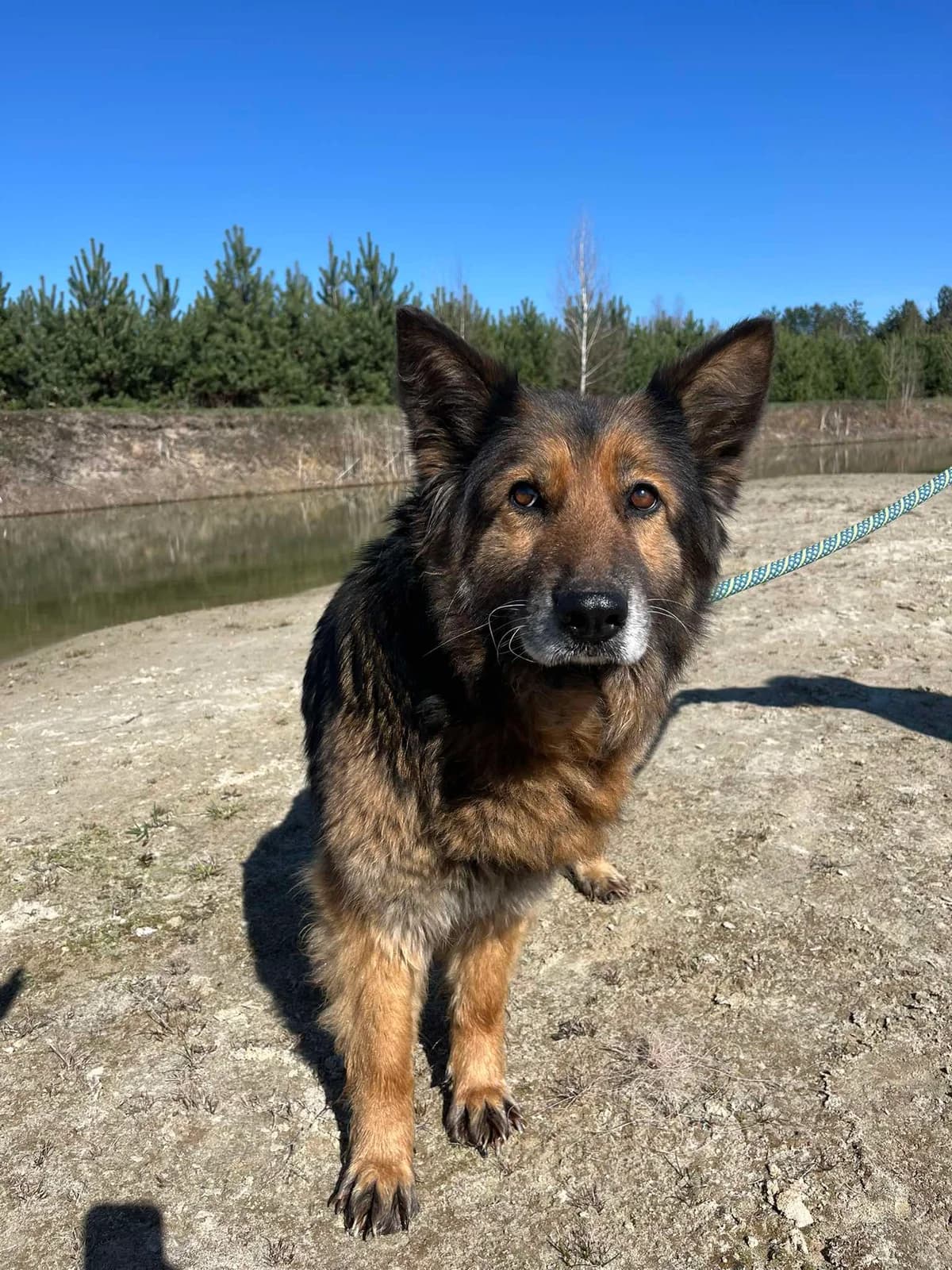Ważka, senior Mixed Breed for adoption at Schronisko Czekadełko