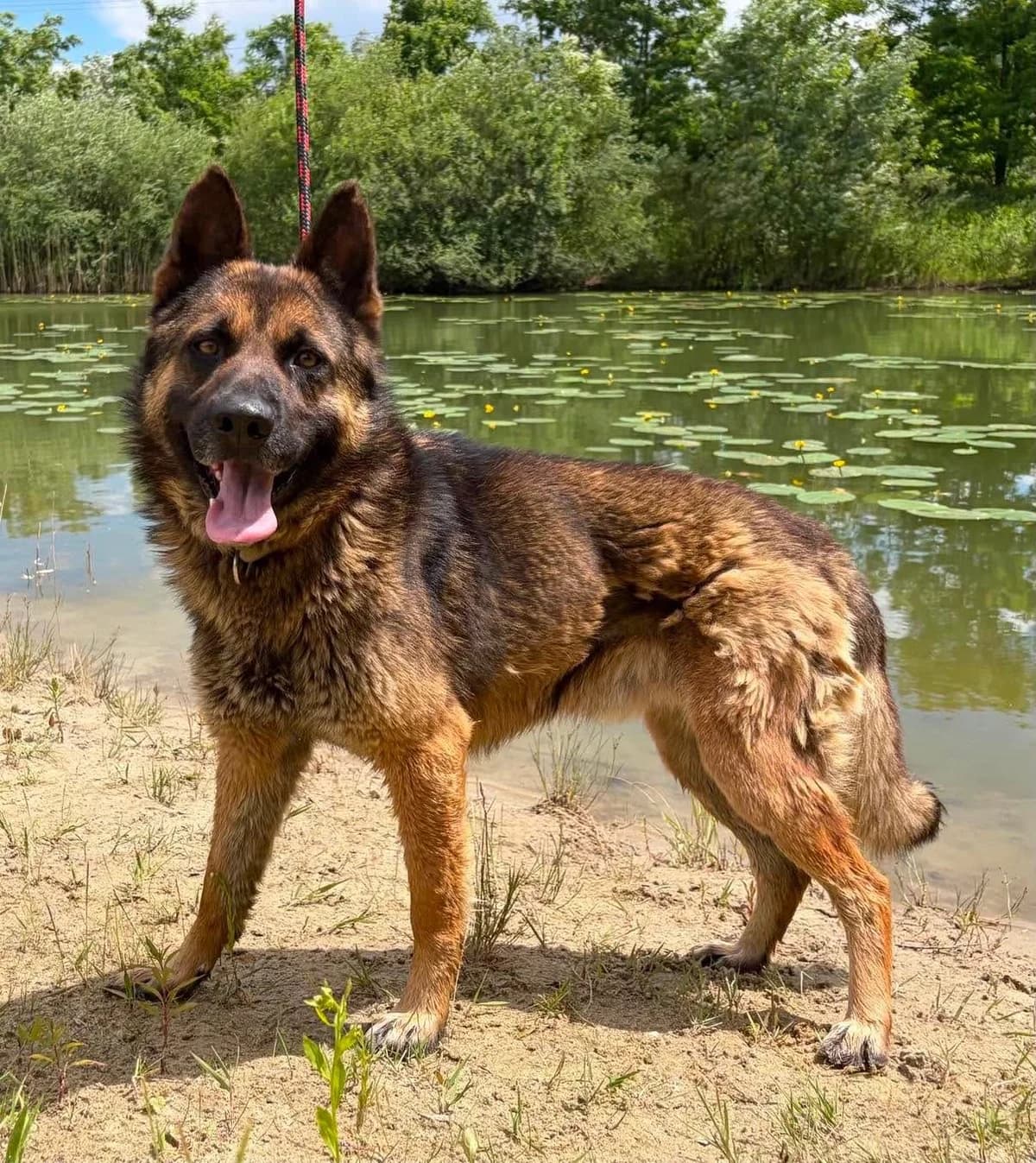 Elvis, male Mixed Breed for adoption at Schronisko Czekadełko