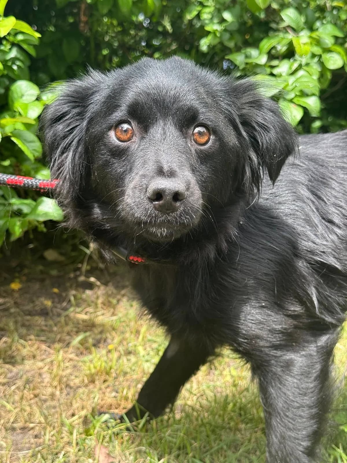 Trufla, puppy Mixed Breed for adoption at Schronisko Czekadełko