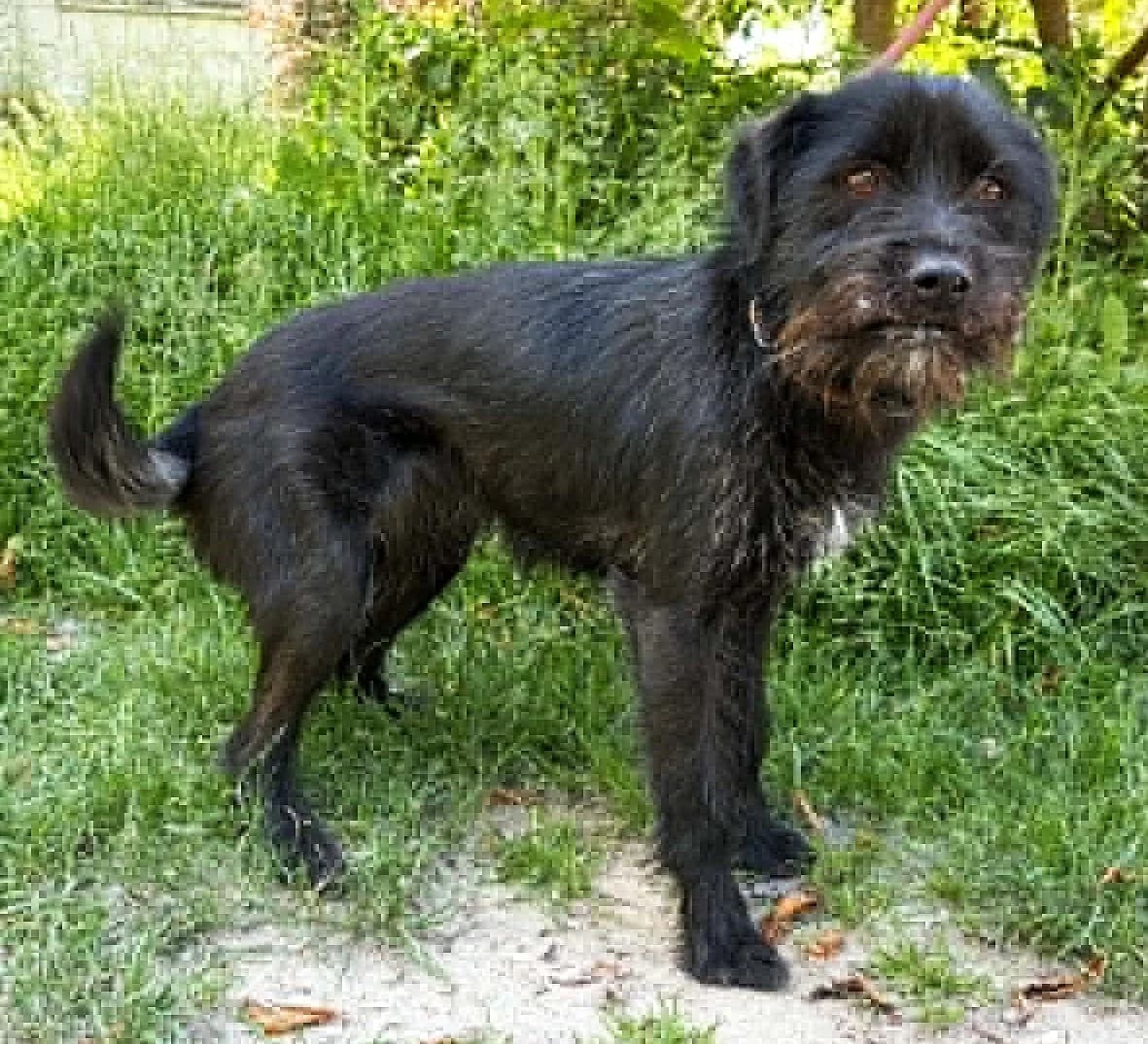 Chałka, male Mixed Breed for adoption at Schronisko Czekadełko