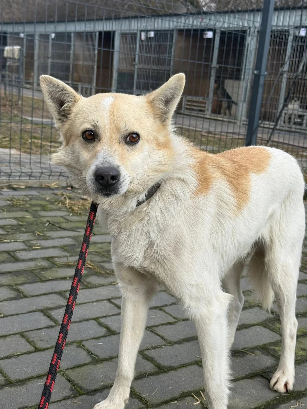 Szczypior, male Mixed Breed for adoption at Schronisko Czekadełko